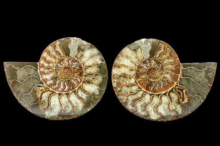 Bargain, Agate Replaced Ammonite Fossil - Madagascar #158333